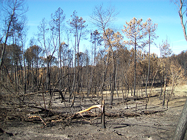 trees exploded